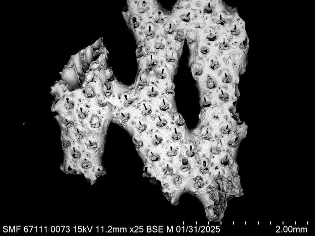 Senckenberg, Bryozoa, Bryozoen, Moostierchen, Sammlung Voigt