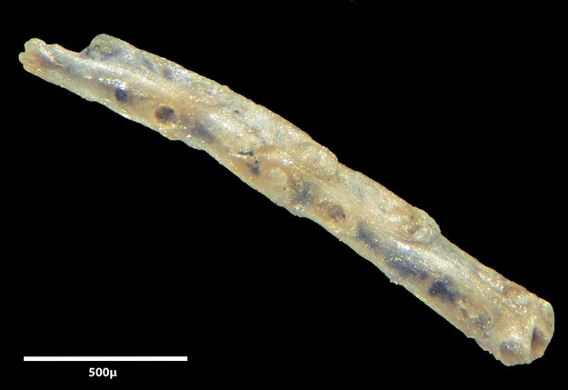 Senckenberg, Bryozoa, Bryozoen, Moostierchen, Sammlung Voigt