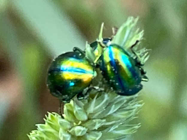 Chrysolina fastuosa (Scopoli, 1763) (Prächtiger Blattkäfer)   15_5_2024