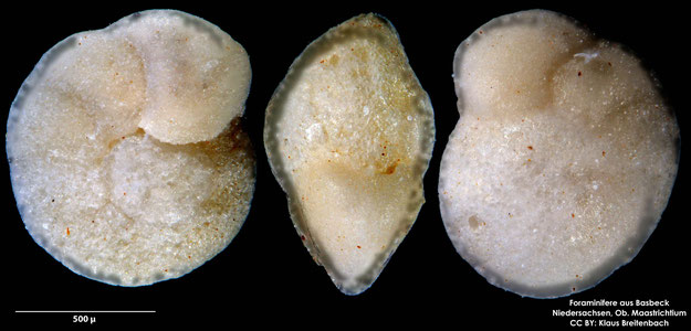 Foraminifere, Foraminifera, Bryozoa, Senckenberg, fossil, Basbeck, M