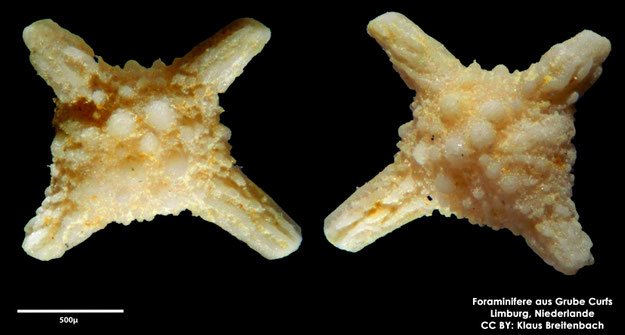 Foraminifere, Foraminifera, Bryozoa, Senckenberg, fossil, Grube Curfs, Maastrichtium
