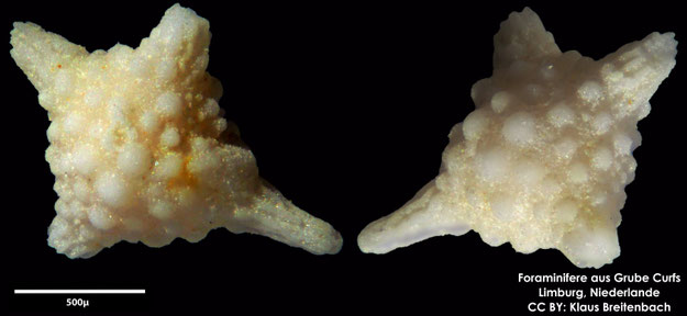Foraminifere, Foraminifera, Bryozoa, Senckenberg, fossil, Grube Curfs, Maastrichtium