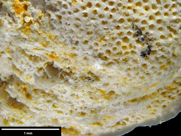 Senckenberg, Bryozoa, Bryozoen, Moostierchen, Sammlung Voigt