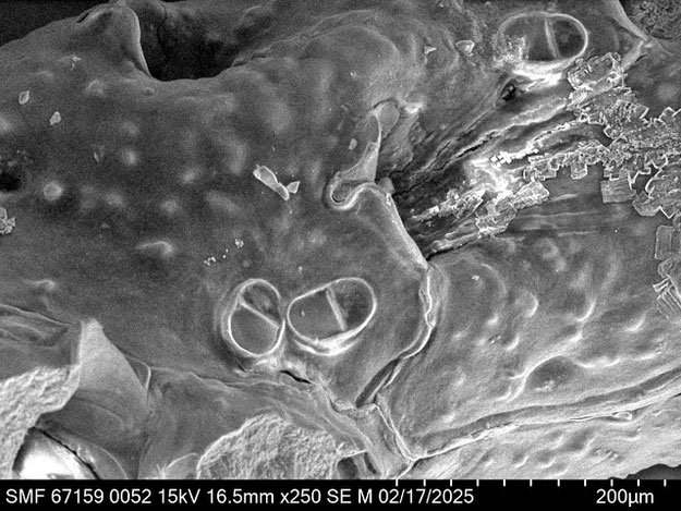 Senckenberg, Bryozoa, Bryozoen, Moostierchen, Sammlung Voigt