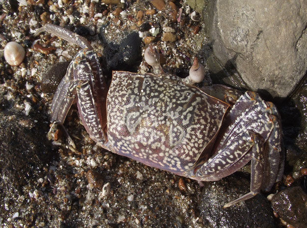 crab at Los Frailes