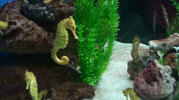 Sea Horses Fish Tank