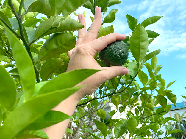 大分かぼす