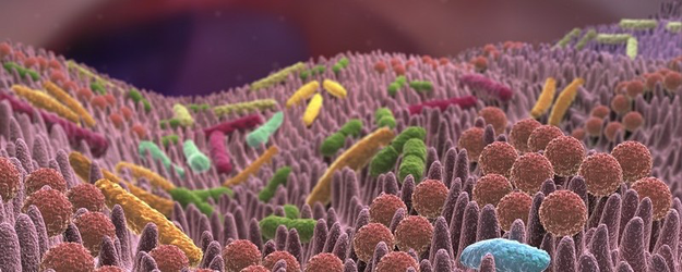 Darmflora - Antibiotika zerstören Ihre Darmbakterien