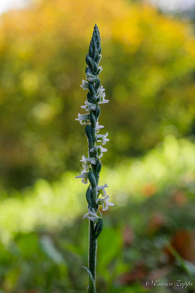 L'orchidea autunnale: Spiranthes spiralis.