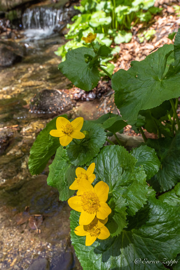 Calta palustris.