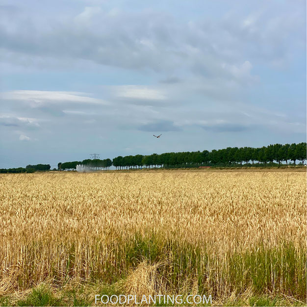 Mulch illustratie zonder mulch op droge dag
