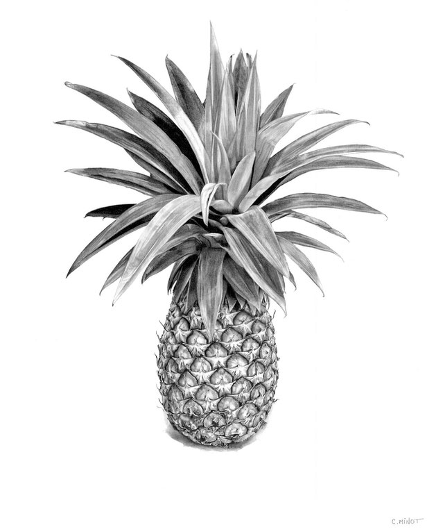 Ananas Intouchable, Collection Terre Rouge - Dessin Crayon graphite - Atelier Capucine Minot 