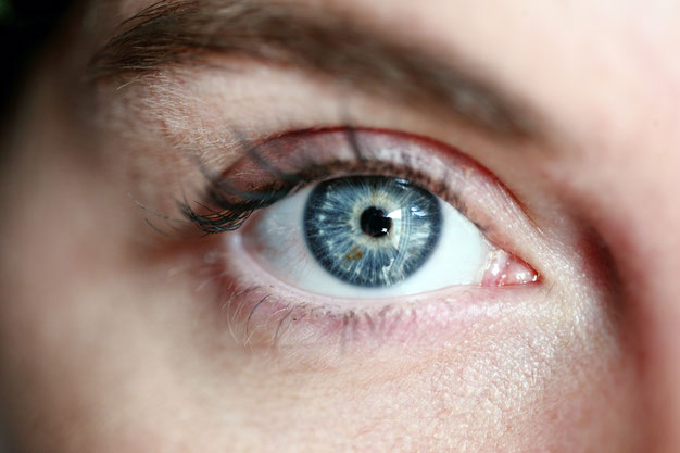 Auge, Hornhaut, Bindehaut