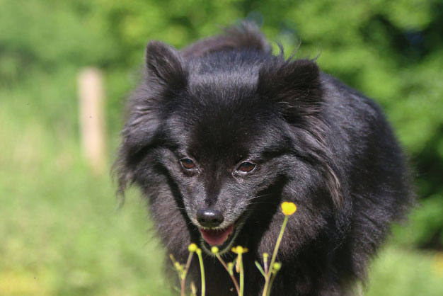spitz, mittelspitz, spitzzüchter, bayern, welpen, spitzwelpen, schwarz, mittelspitzwelpen