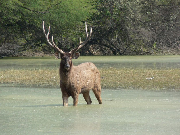 Dans le parc national pres d'Agra