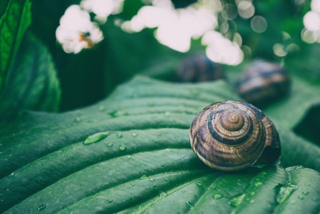 Help de slakken eten mijn tuinplanten op!