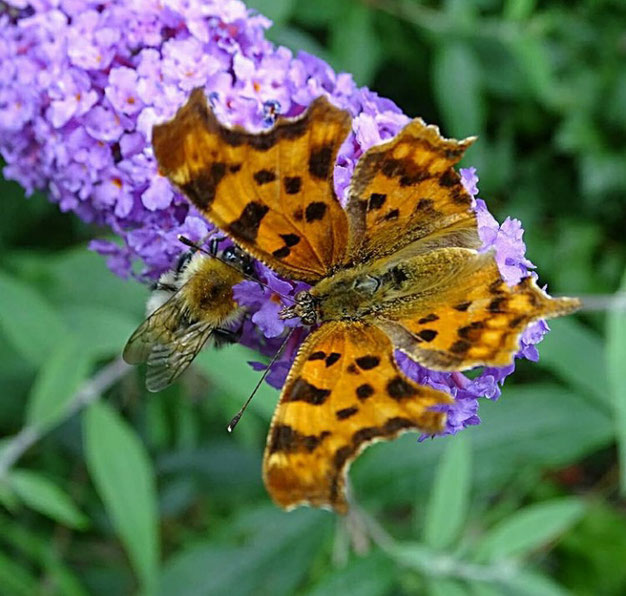 vlinderstruik insecten naar tuin lokken