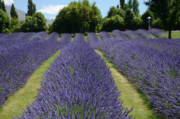 hoe snoei je lavendel