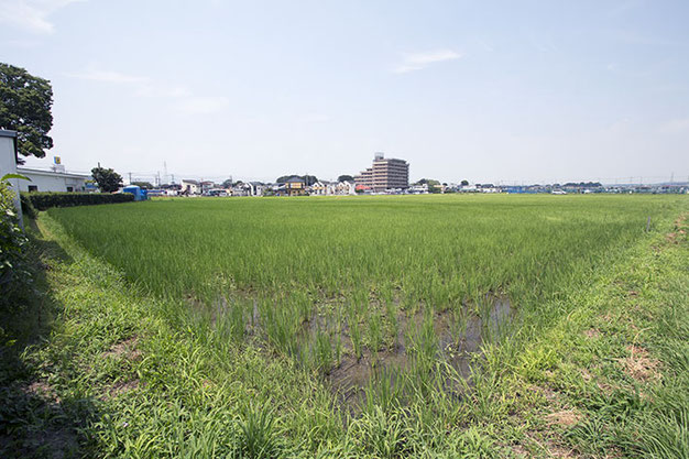 この日の最高気温は33.4℃。今年、海老名の7月平均気温は31日中、22日間で昨年を上回った。まだ稲の間に土が見える状況。