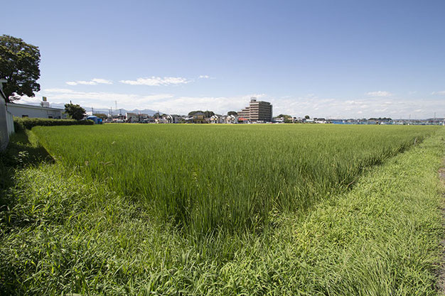 晴天のある日。緑に輝く雄町の株間を、時折り強い風が吹き抜けていく。「風が吹くと害虫が飛ばされるからいいんだ」とは、さがみ酒米研究会・池上氏の言葉。