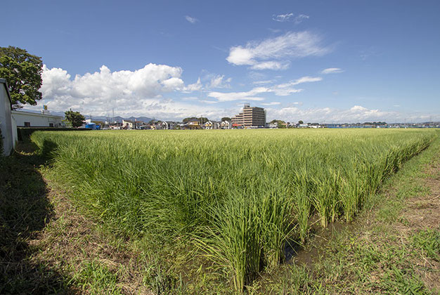 出穂した雄町。この時期は数日の違いで田んぼの表情がまったく変わっていて驚く。雲が夏っぽくもあり、同時に秋の様相を見せ始めている。