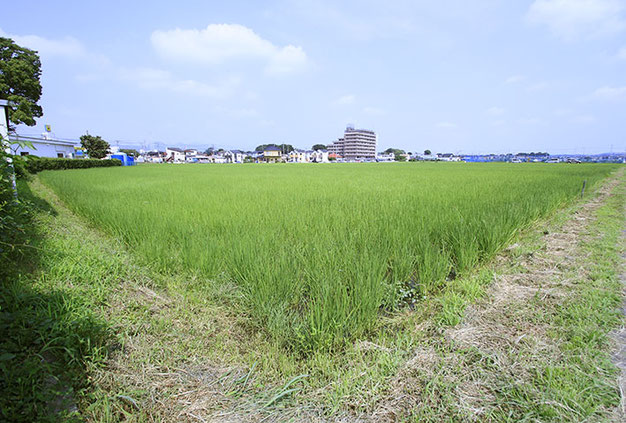 「夏」の田んぼ。緑色のカーペットがそのまま隆起したような風景が広がる。飯米なら収穫できそうな高さ（１本測ってみると87センチあった）だが、雄町の本領発揮はこれから。まだまだ伸びる！