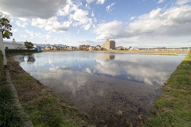 冬の田んぼに水が張られる「冬期湛水」。そこに稲があるわけではないのに何となく田んぼが存在感を増す季節。