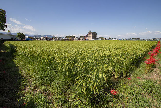 だいぶ穂が垂れてきた雄町。すぐそばには彼岸花（曼珠沙華）。撮影していると、自転車で通りかかった女性が一旦止まって「綺麗ねえ！！」とおっしゃった。地域に愛される田んぼっていい。