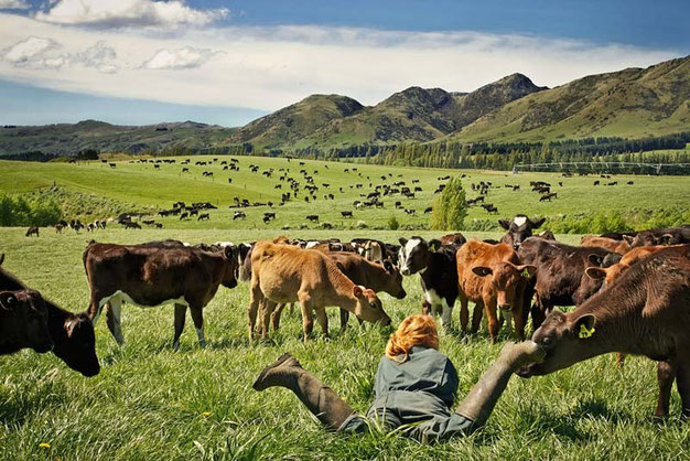 My Working Holiday in New Zealand.