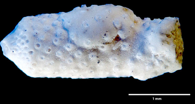 Senckenberg, Bryozoa, Bryozoen, Moostierchen, Sammlung Voigt