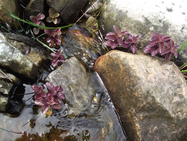 Edible water mint.