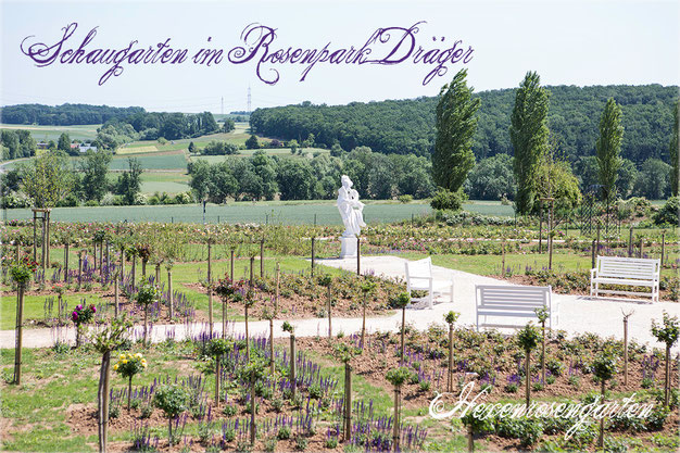 Rosen Hexenrosengarten Rosenpark Dräger Gönewein Bad Nauheim Steinfurth