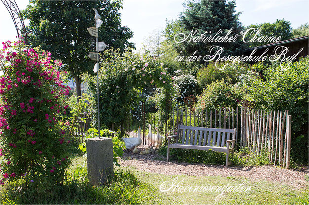 Rosen Hexenrosengarten Bioland Rosenschule Ruf Bad Nauheim Steinfurth