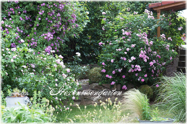 Rosen Veilchenblau, Province Panachée und Ispahan im Hexenrosengarten