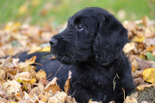 Adorable chiot