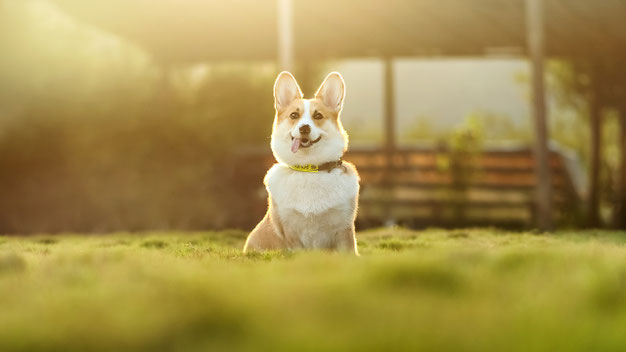 Das ist ein Corgi