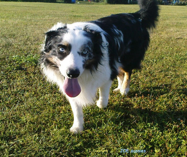 JOE SunkaWakan DNAVP 11.02.200716.07.2018 unvergessen joeaussiess