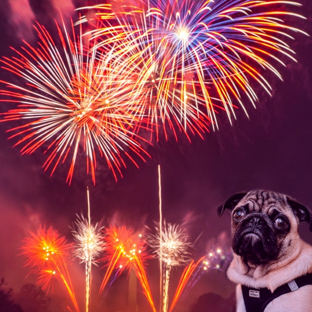 hond bang voor vuurwerk