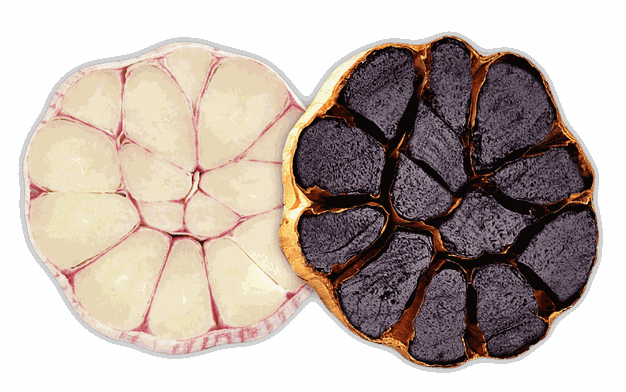 Knoblauch; weiß; schwarz; Maillard; Reaktion; Frankreich; Nordfrankreich; Cuincy; Potdevin; Knobi; Knolle; Kibu; Kibü; KibüWürze