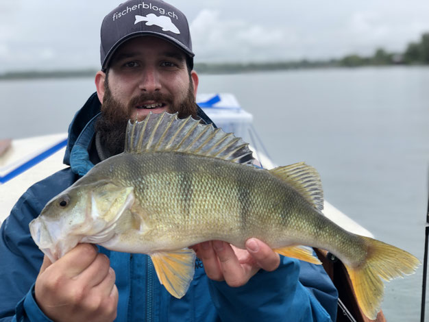 Egli fischen im Murtensee, Barschangeln mit Spinnköder, Fischen vom Boot, Angeln