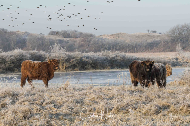 Schotse Hooglanders | Lentevreugd Wassenaar