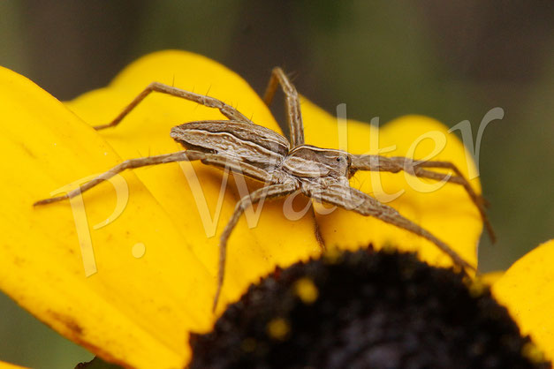Bild: Listspinne, Pisaura mirabilis, Raubspinnen, Pisauridae, Jagdspinnen, Lycosoidea, nursery web spider, Sonnenhut, Rudbeckia