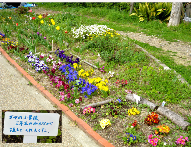 美しく植えられた花壇(萱野小3年生が・・)