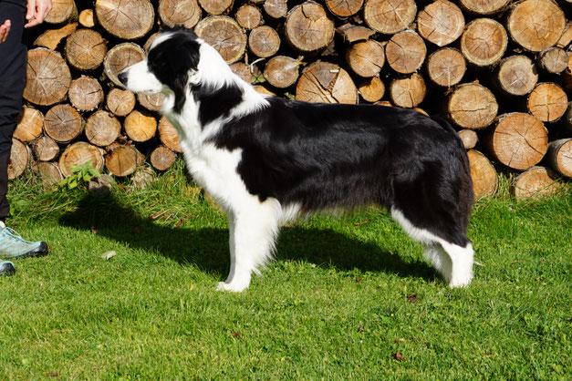 I M Your Number One Border Collie Zucht Vdh
