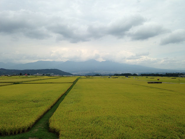 浅間山と刈り入れの近い稲