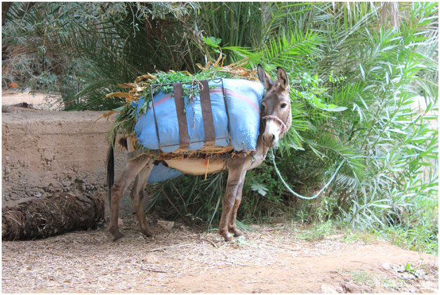 Maroc camping-car fourgon photo Franck Dassonville