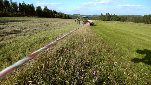 Dadurch das unter den Zäunen nicht gemäht werden kann entstehen überall natürliche Altgrasstreifen.