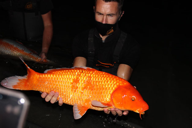 carpe koï iktus Run