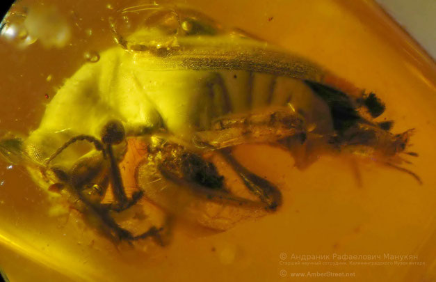Inclusion in amber:  Coleoptera, Anthicidae 