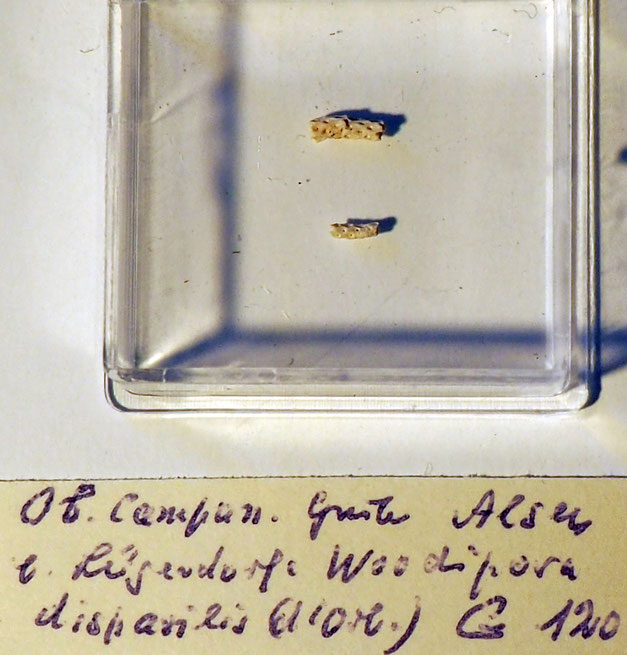 Senckenberg, Bryozoa, Bryozoen, Moostierchen, Sammlung Voigt